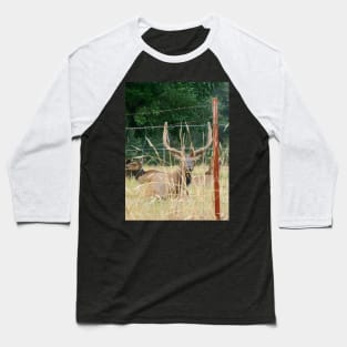 Elk With Antlers Behind Fence Nature Photography Baseball T-Shirt